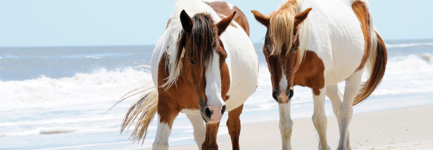 Two brown and white Chincoteague ponies stand on a sandy beach in Virginia with the ocean waves in the background.