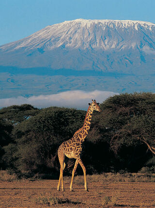 A giraffe walks across the Kenyan savanna with the snow-capped peak of Mount Kilimanjaro towering in the background.