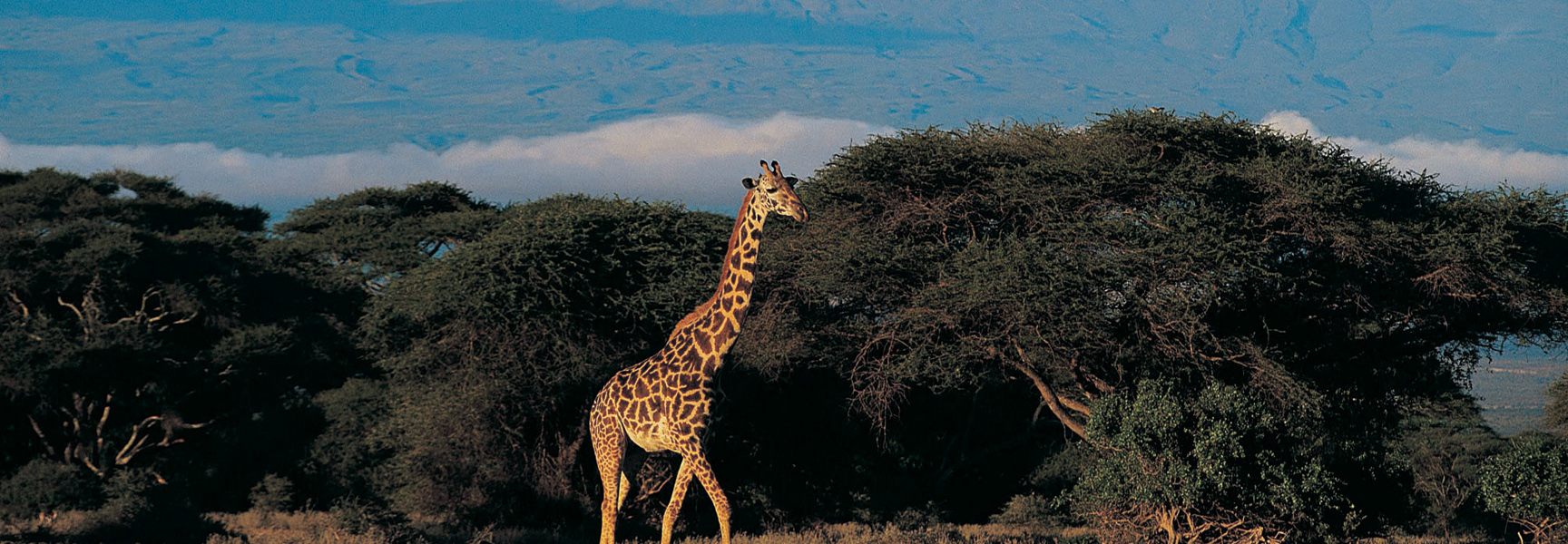 A lone giraffe walks through the savanna in Kenya/Tanzania, with acacia trees and distant mountains in the background.
