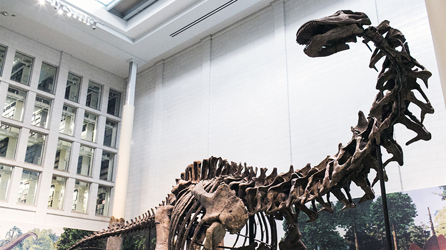A large dinosaur skeleton with a long neck is displayed inside a museum in Pittsburgh, Pennsylvania, with large, bright windows in the background.