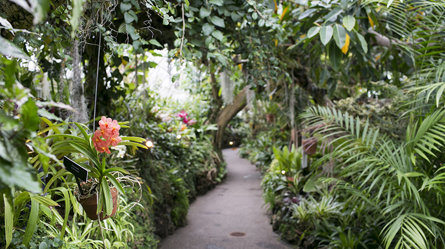 A winding path through the lush tropical plants and hanging orange orchids inside the Phipps Conservatory in Pittsburgh, Pennsylvania.
