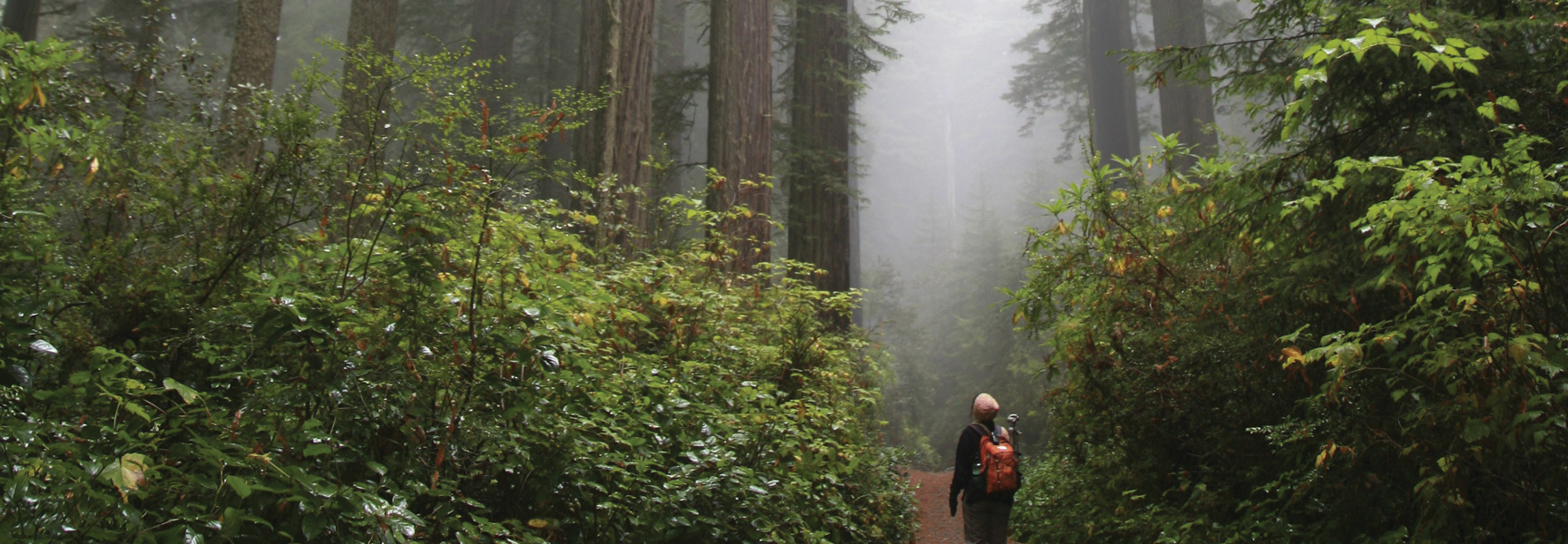 A hiker with a backpack walks on a trail through a foggy redwood forest in Northern California.