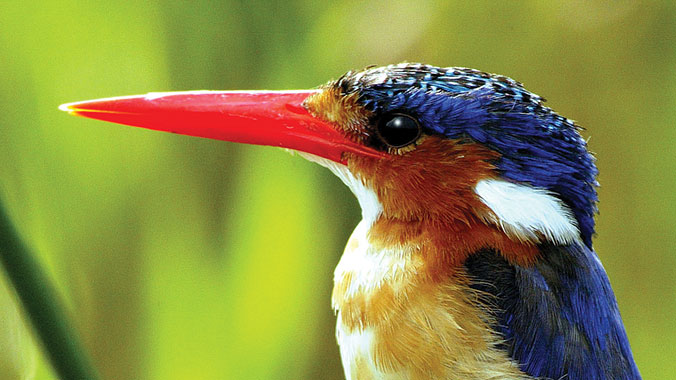 Southern Africa Birding Safari
