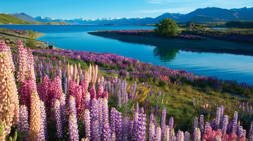 Vibrant pink and purple lupins bloom along the shores of a blue New Zealand lake with snow-capped mountains in the distance.