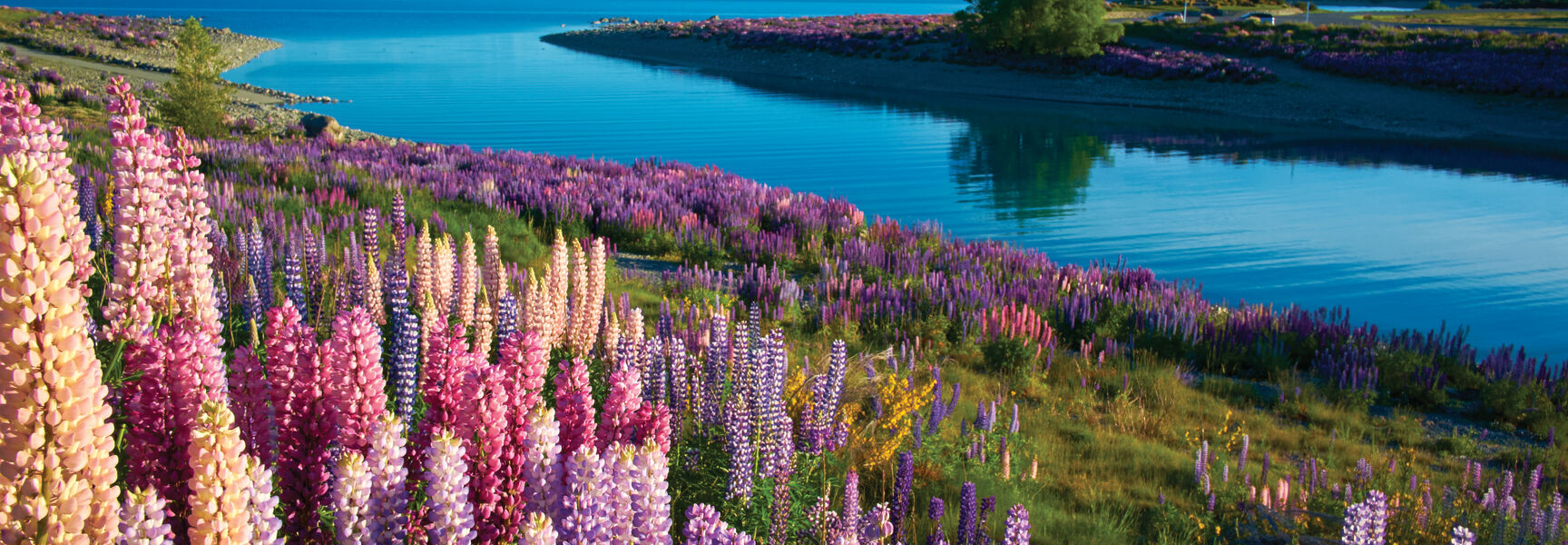 Vibrant pink and purple lupins bloom along the shores of a blue New Zealand lake with snow-capped mountains in the distance.