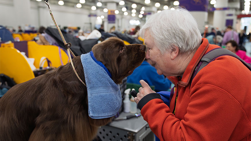 A person leans in to touch noses with a brown dog at the Westminster Kennel Club Dog Show in the Javits Center, New York.