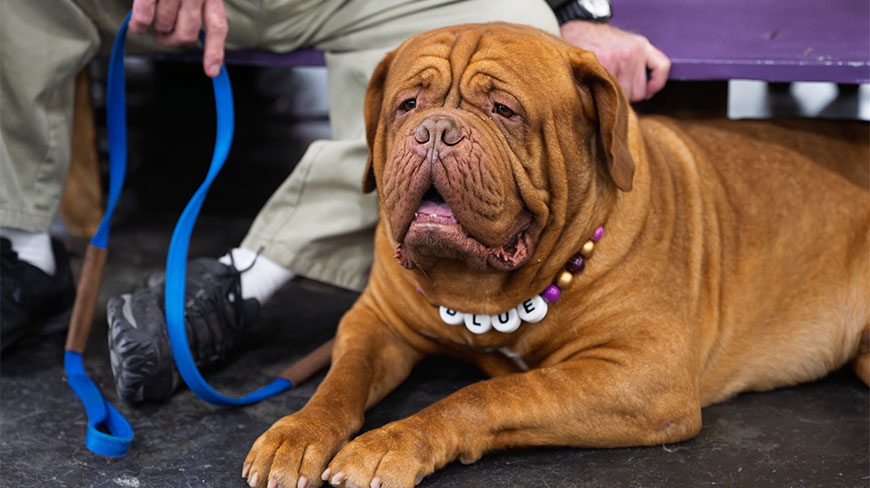 A large brown dog lies on the floor at the Westminster Kennel Club Dog Show at the Javits Center in New York City.