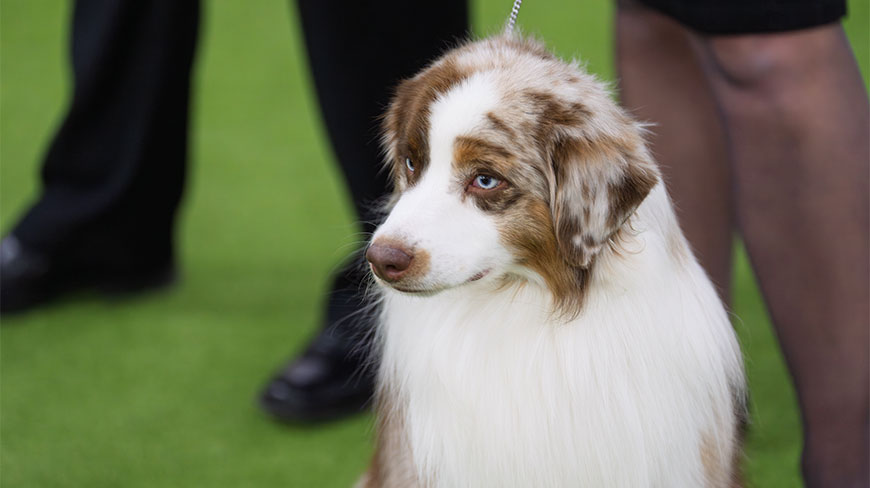 An Australian Shepherd with blue eyes sits on green turf at the Westminster Dog Show in the Javitz Center in New York.