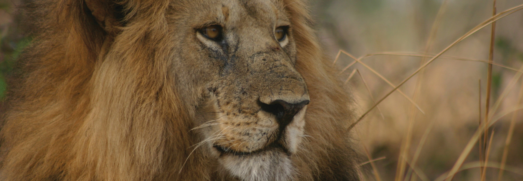 A close-up of a majestic male lion with a golden mane looking off to the right in South Africa.