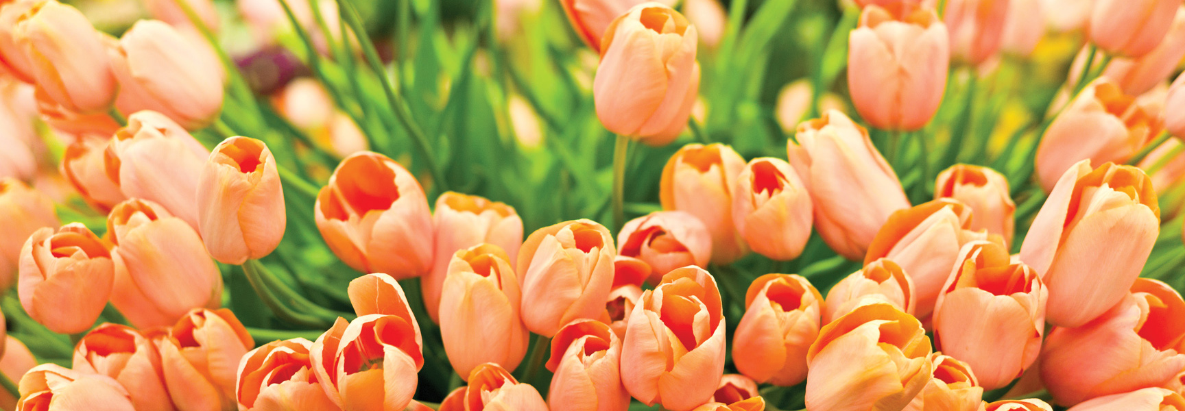A close-up of peach-colored tulips with green stems at the Chelsea Flower Show in England.