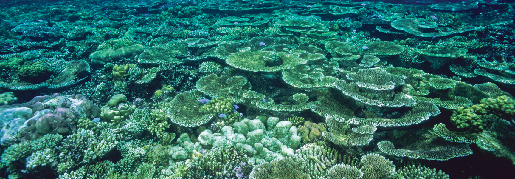 An underwater view shows a vast expanse of green and turquoise coral on the Great Barrier Reef in Australia.