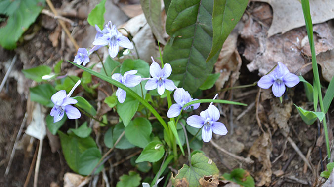 Hiking Southwest Virginia