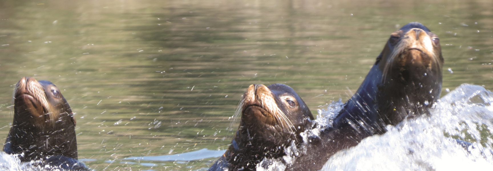 Three sea lions pop their heads out of the splashing water of the Columbia River in Washington.