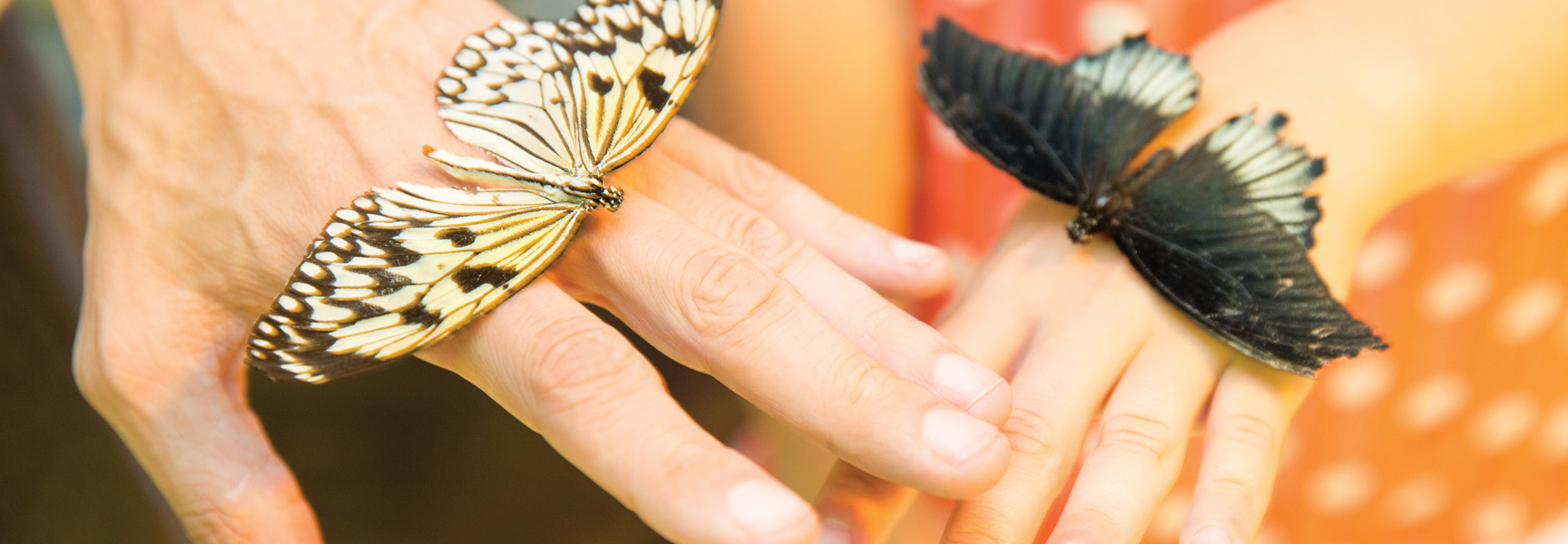 A close-up of a grandparent's and a grandchild's hands, each with a butterfly resting on top during a science activity in Missouri.