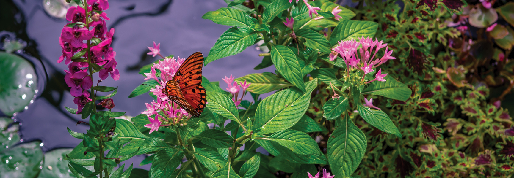 An orange butterfly rests on pink flowers next to a pond in a lush garden in South Carolina.