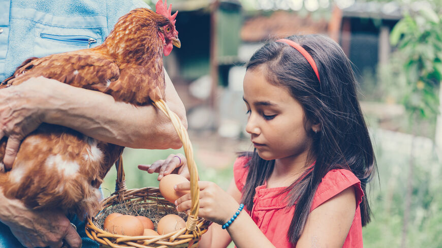 A grandchild collects fresh eggs from a basket held by an adult carrying a hen on a Vermont farmland.