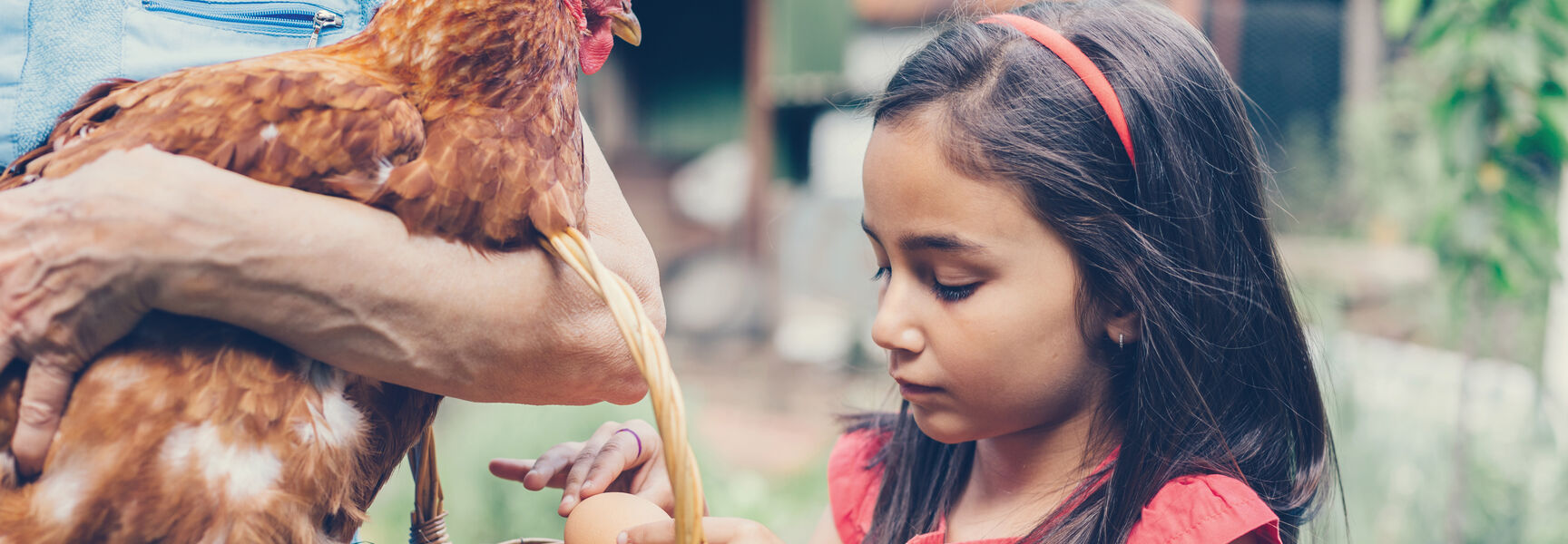 A grandchild collects fresh eggs from a basket held by an adult carrying a hen on a Vermont farmland.