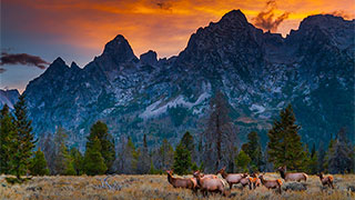 Wildlife in Yellowstone and Grand Tetons National Park