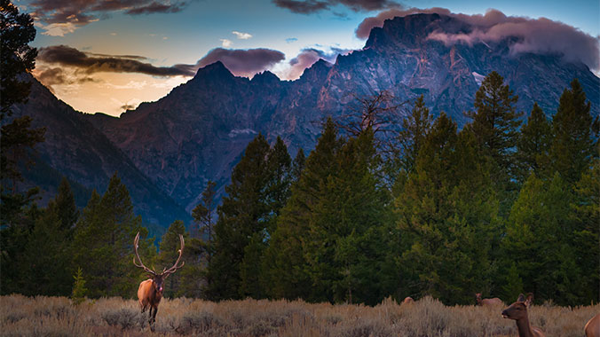 Wildlife in Yellowstone and Grand Tetons National Park