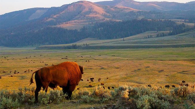 Wildlife in Yellowstone and Grand Tetons National Park