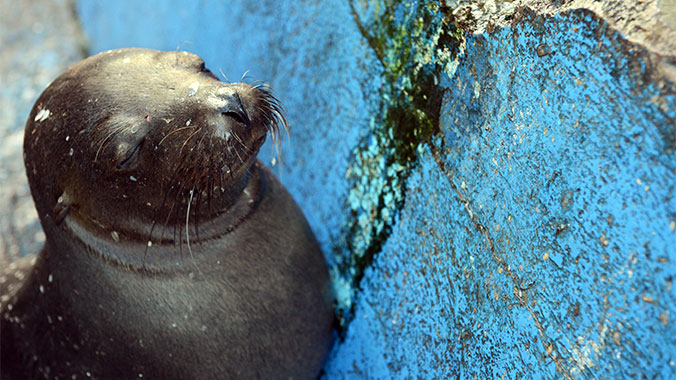 Galapagos at a slower pace