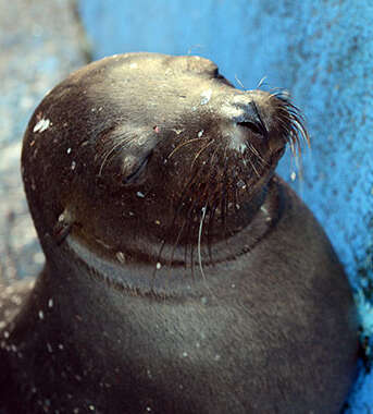 Galapagos at a slower pace