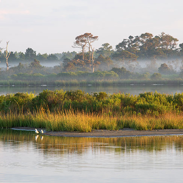 A serene morning view of coastal marshes and mist-covered trees on Chincoteague Island, Virginia, reflecting in the calm waters.