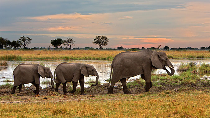 Safari by Water & Land: Zimbabwe, Namibia & Botswana