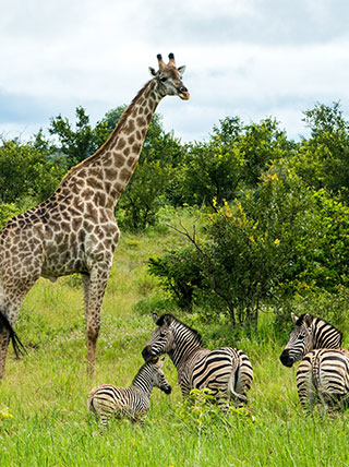 Safari by Water & Land: Zimbabwe, Namibia & Botswana