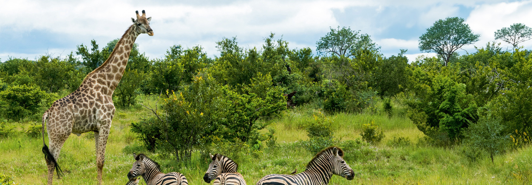 A giraffe and several zebras stand in a grassy, tree-filled savanna in Zimbabwe, Namibia, or Botswana.