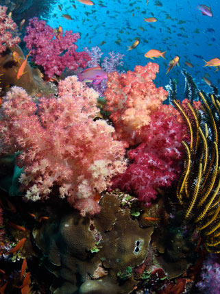 Fascinating Fiji: Exploring Above and Below its Shores