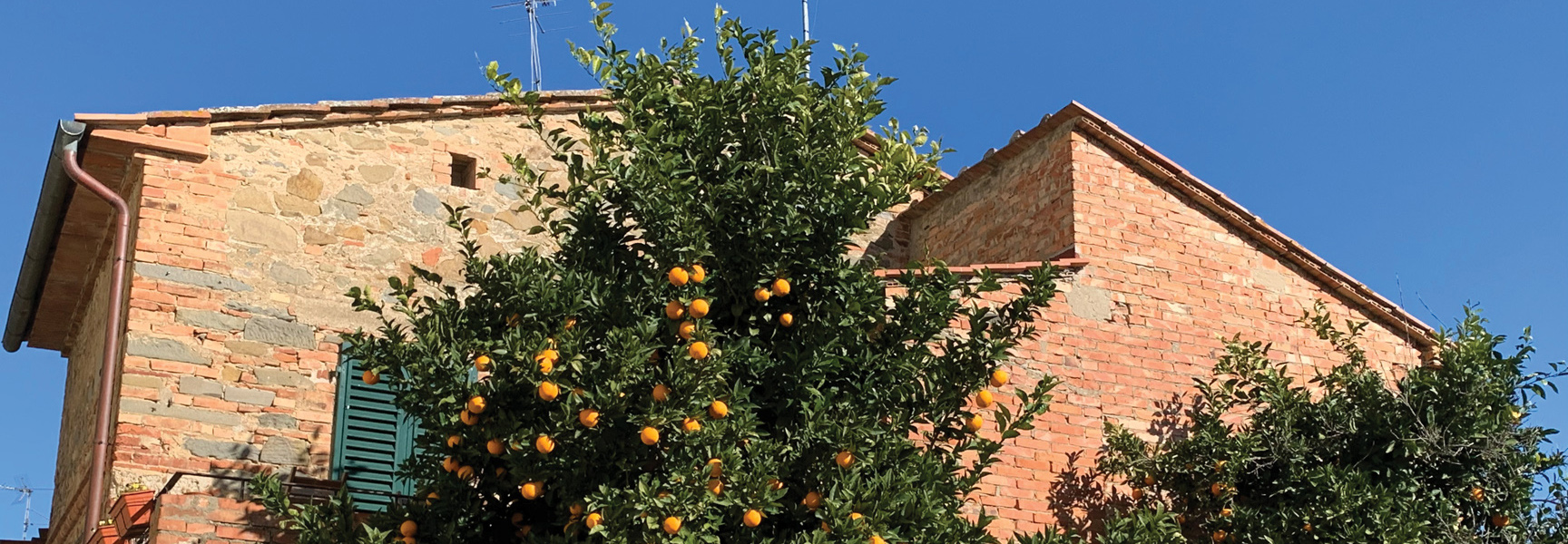 An orange tree with ripe fruit grows in front of a rustic stone and brick building in Italy against a clear blue sky.