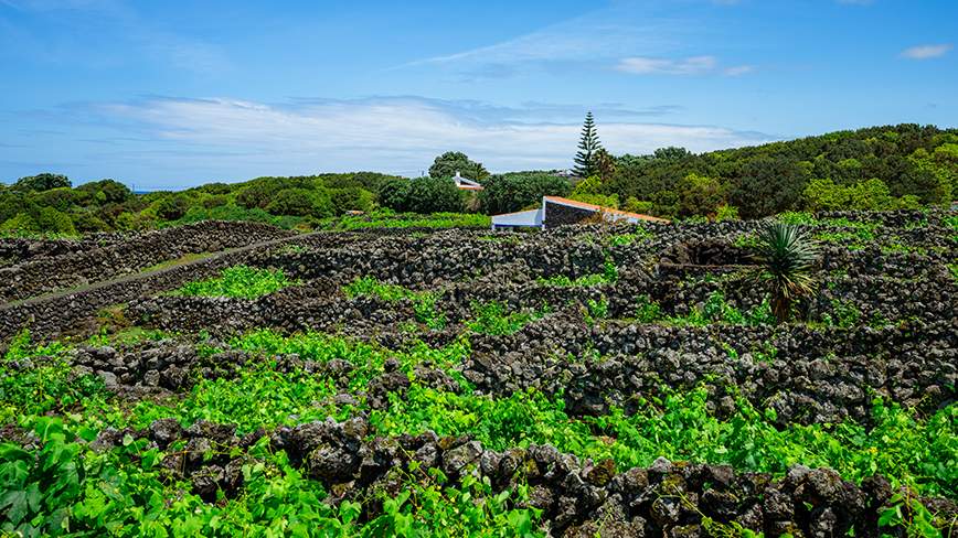 Lush green vineyards grow between black volcanic rock walls in the village of Biscoitos in the Azores.