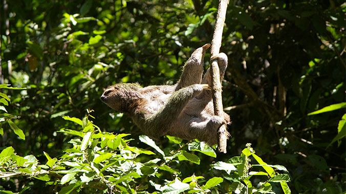 Sloths & Snorkels: The Best of Panama With Your Grandchild
