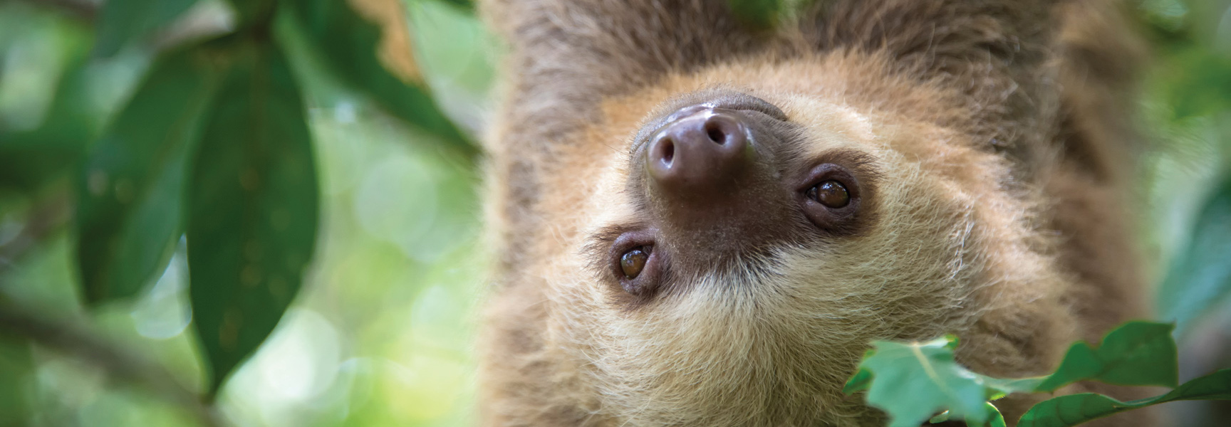 A close-up of a brown-furred sloth hanging upside down among green leaves in a rainforest in Panama.
