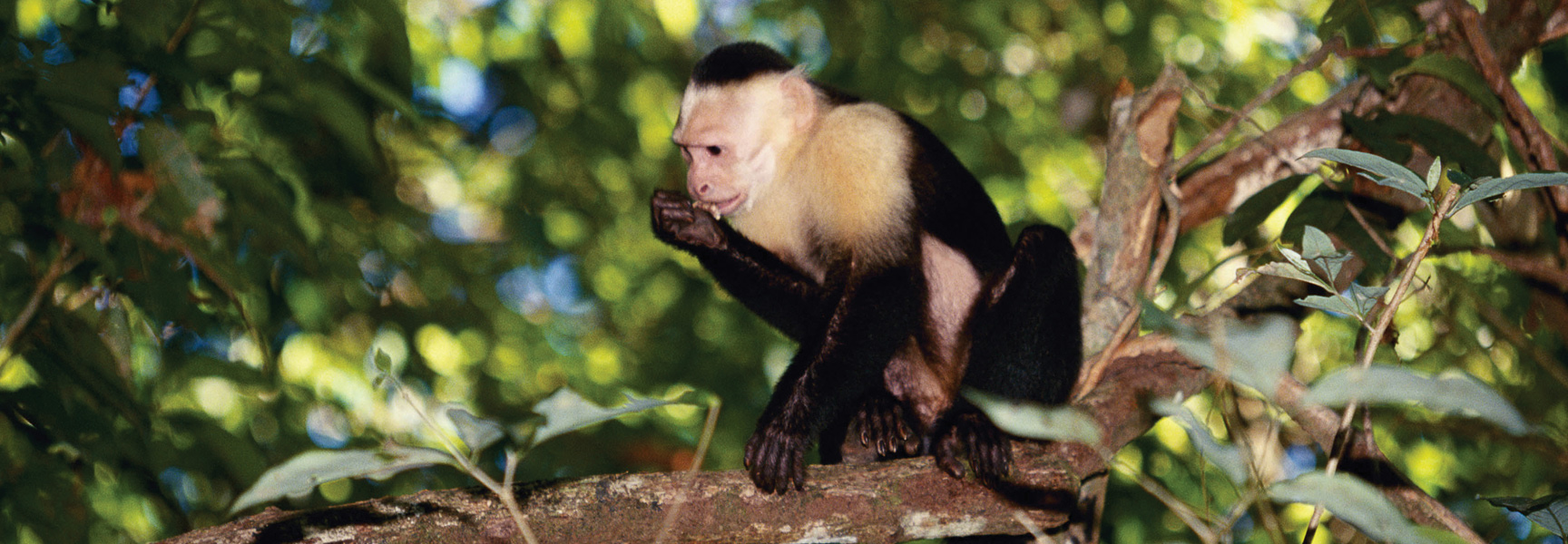 A small, black and white capuchin monkey eats while perched on a tree branch in Costa Rica.