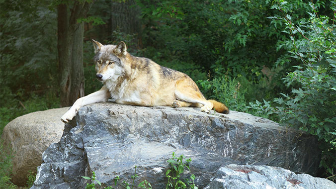 Animal Adventures in the Poconos With Your Grandchild