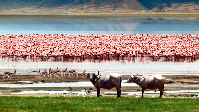 The Best of Kenya and Tanzania: A Classic Safari - Women Only