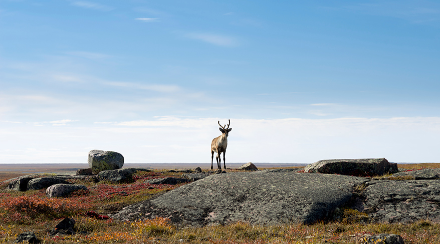 A caribou stands on a rocky outcrop in the vast Canadian arctic tundra under a wide blue sky.