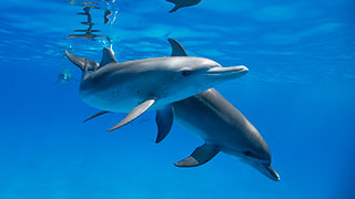 Two dolphins swimming underwater