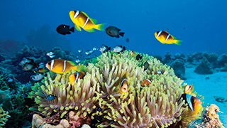 24667_AU_GreatBarrierReef_clownfish-smhoz.jpg