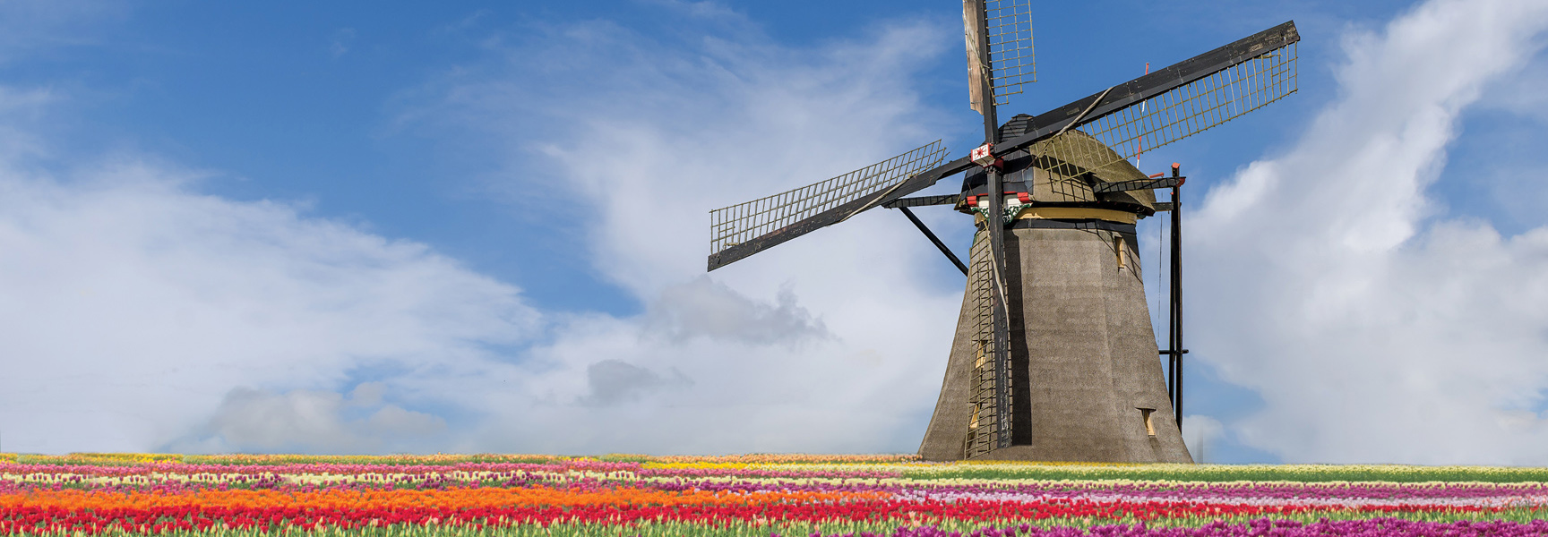 A traditional windmill stands over a field of colorful blooming tulips in the Netherlands.