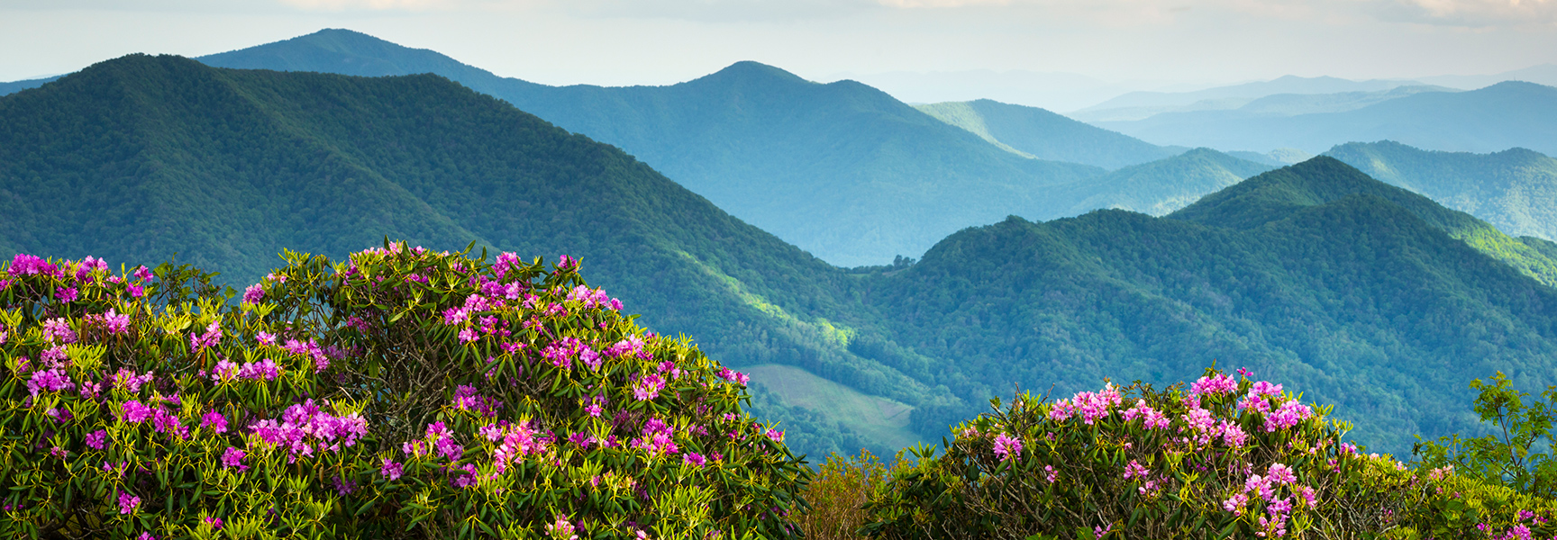 Pink rhododendrons bloom in the foreground with the Blue Ridge Mountains of North Carolina receding into the hazy background.