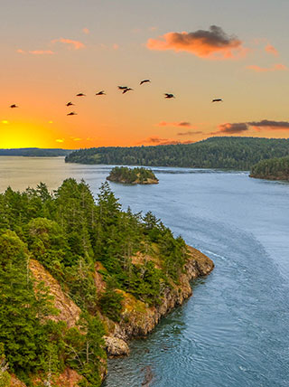 Birds fly over Deception Pass in Washington at sunset, with evergreen trees on the rocky coastline and islands in the water below.