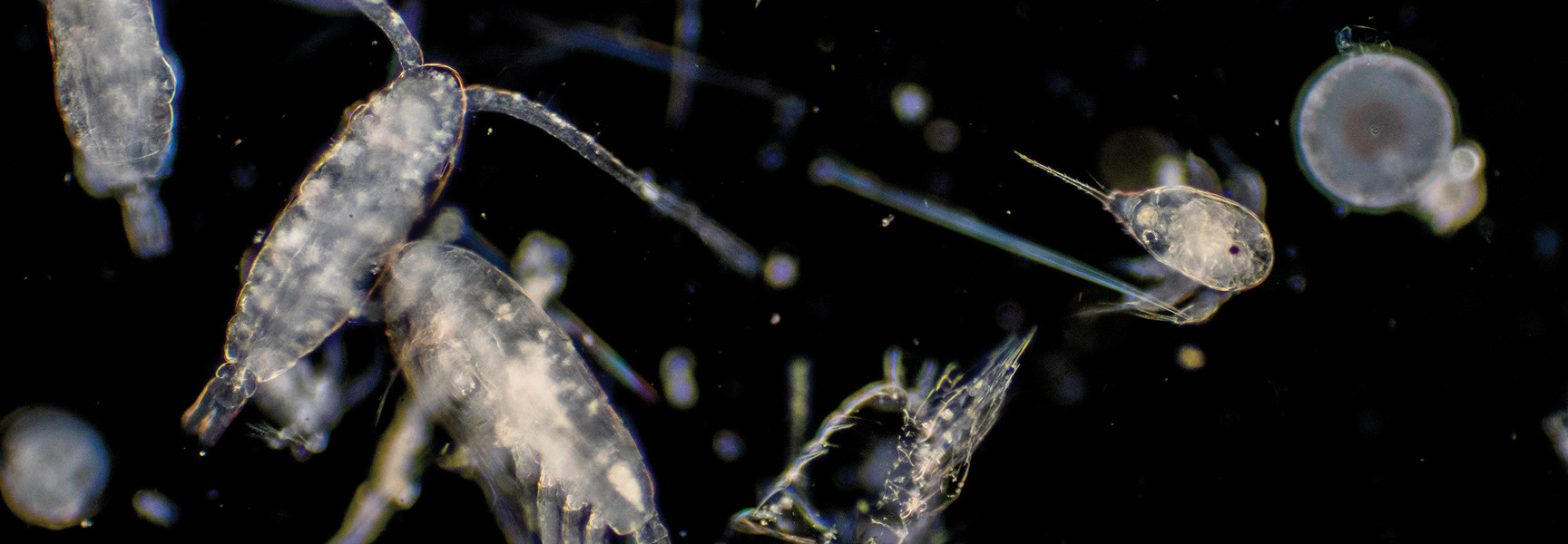 A microscopic image shows several translucent copepods and other plankton with long antennae floating against a dark background.