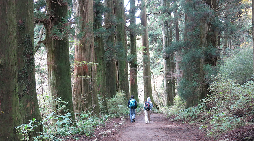 Two people walk along the historic Tokaido Trail through a towering cedar forest in Japan.