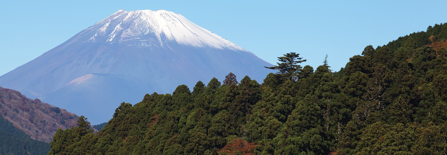 Snow-capped Mount Fuji rises above a lush green forest on the Tokaido Road in Japan.