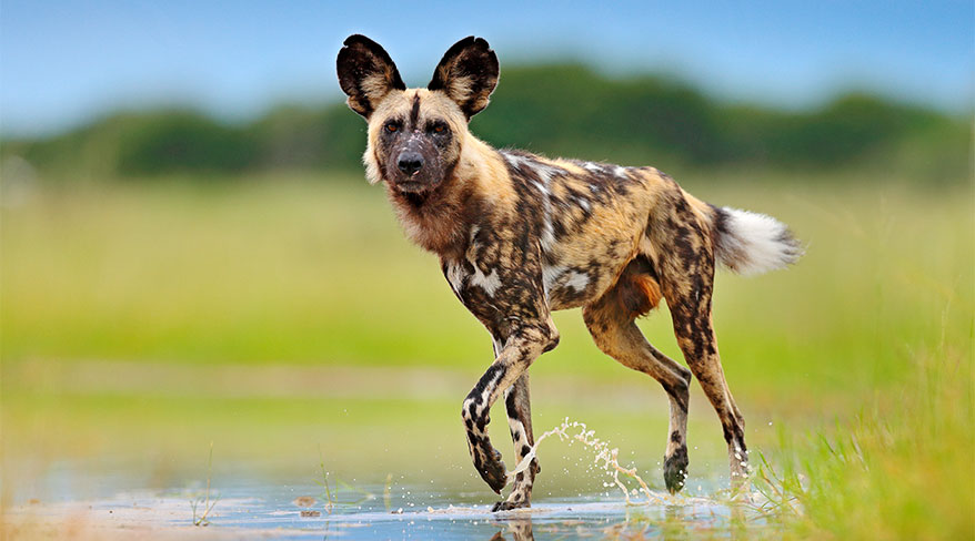 An African wild dog with large ears walks through a shallow, grassy wetland in Botswana, looking directly at the camera.