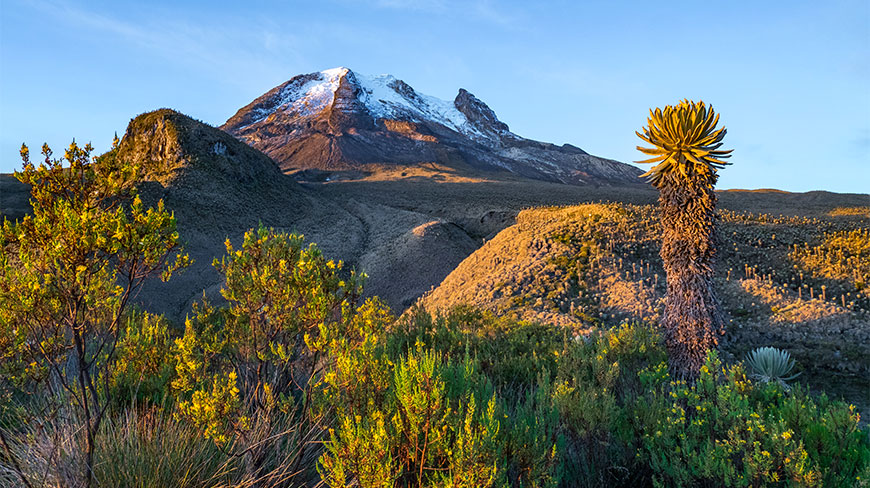 The snow-capped Volcano Tolima rises above the rugged landscape and native frailejones plants in Los Nevados National Park under a clear blue sky.