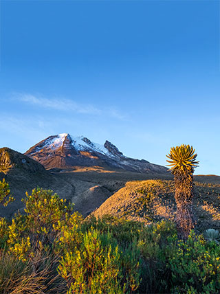 The snow-capped Volcano Tolima rises above the rugged landscape and native frailejones plants in Los Nevados National Park under a clear blue sky.